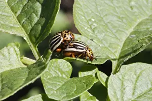 Colorado potato beetle - two. France