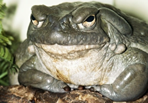 Images Dated 21st April 2005: Colorado River Toad USA