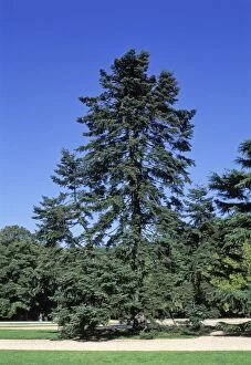 Abies Gallery: Colorado Spruce - In a park