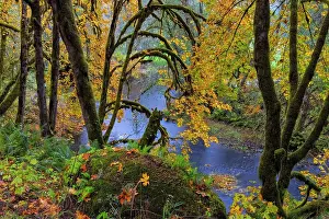Oregon Prints: Colorful autumn maples along Humbug Creek in Clatsop County, Oregon, USA Date: 17-10-2021