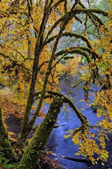 Colorful autumn maples along Humbug Creek in Clatsop County, Oregon, USA Date: 17-10-2021
