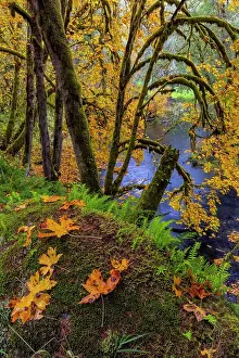 Colorful autumn maples along Humbug Creek in Clatsop County, Oregon, USA Date: 17-10-2021