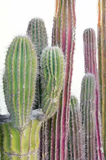 Images Dated 6th August 2021: Colorful cactus. Cabo San Lucas, Mexico. Date: 16-03-2021
