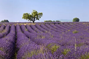 Colorful lavender fields along the Valensole