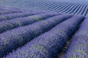 Aromatic Gallery: Colorful lavender along the Valensole Plateau