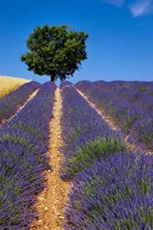 Colorful lavender and wheat fields along