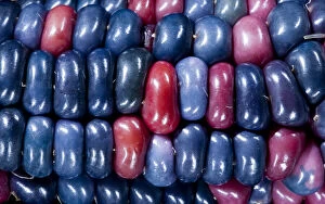 Colorful painted Native American corn (Zea)