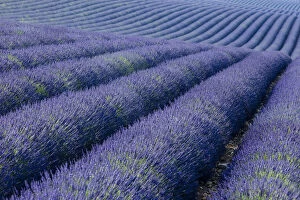 Colorful rows of Lavender along the Valensole