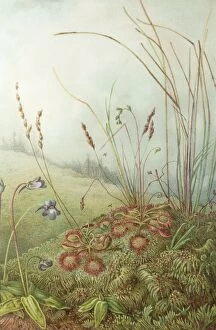Images Dated 5th April 2009: Colour plate illustrating insectivorous plants Sundew and Butterwort from The Natural History of