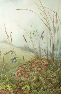 Colour plate illustrating insectivorous plants Sundew and Butterwort from The Natural History of Plants Marilaun Oliver 1896