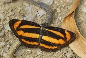 Colour Sergeant - Nymphalid Butterfly (Athyma nefte)
