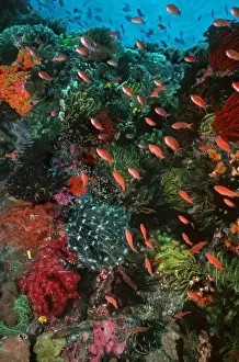 Fish Prints: Colourful coral scene underwater Pink Anthias swim over a coral reef in Komodo marine park Komodo Island