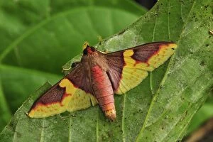 Images Dated 10th December 2008: Colourful moth - Gunung Leuser National Park - Northern Sumatra - Indonesia