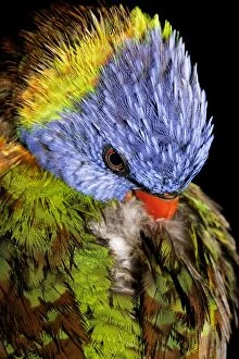 Images Dated 8th July 2008: Colourful Rainbow Lorikeet preens back feathers