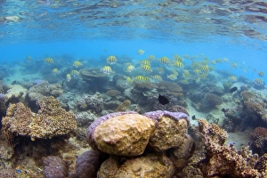 Images Dated 29th July 2008: Colourful Reef fish - school of colourful yellow striped coral fish swims above corals in shallow