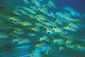 Columbia Gallery: Columbia, Malpelo Island. Blue and gold