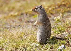 Images Dated 9th July 2010: Columbian Ground Squirrel