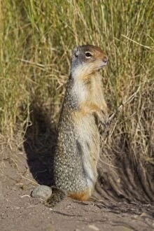 On Back Legs Gallery: Columbian Ground Squirrel adult