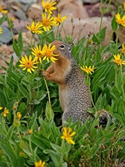 Images Dated 15th September 2011: Columbian Ground Squirrel - eating flower - Glacier National Park - USA