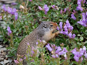Images Dated 15th September 2011: Columbian Ground Squirrel - eating flower - Glacier National Park - USA