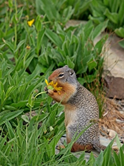 Images Dated 15th September 2011: Columbian Ground Squirrel - eating flower - Glacier National Park - USA