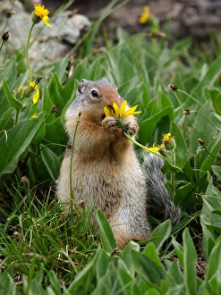 Images Dated 15th September 2011: Columbian Ground Squirrel - eating flower - Glacier National Park - USA