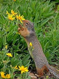 Images Dated 15th September 2011: Columbian Ground Squirrel - eating flower - Glacier National Park - USA