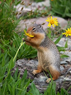 Images Dated 15th September 2011: Columbian Ground Squirrel - eating flower - Glacier National Park - USA