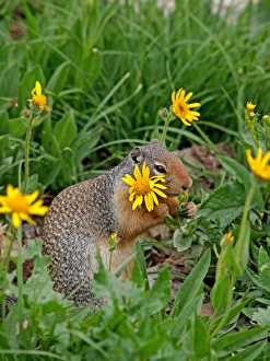 Images Dated 15th September 2011: Columbian Ground Squirrel - eating flower - Glacier National Park - USA