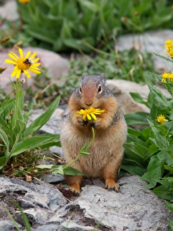 Images Dated 15th September 2011: Columbian Ground Squirrel - eating flower - Glacier National Park - USA