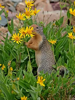 Columbian Ground Squirrel - eating flower - Glacier National Park - USA