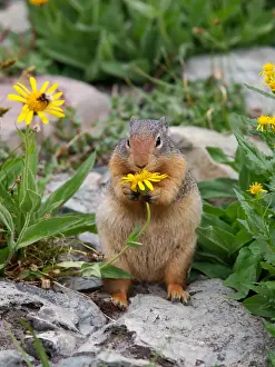 Conservation Prints: Columbian Ground Squirrel - eating flower - Glacier National Park - USA