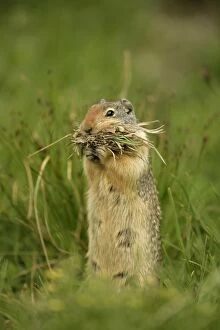 Columbian Ground Squirrel - Gathering grass in mouth to store in nest