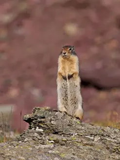 Aware Prints: Columbian Ground Squirrel - Glacier National Park - USA
