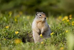 Mammalian Prints: Columbian Ground Squirrel - Rockies - Canada