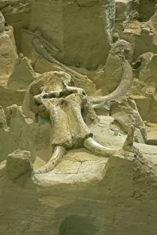 Mammoth Prints: Columbian Mammoth Fossil - Skull