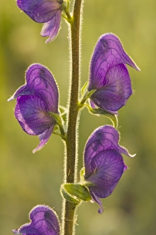 Images Dated 20th July 2008: Columbian Monkshood / Western Monkshood (Aconitum columbianum) in flower, against the light