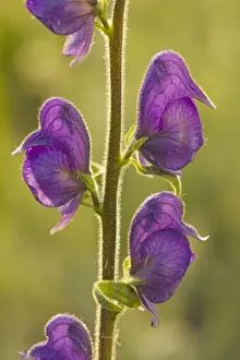 Columbian Monkshood / Western Monkshood (Aconitum columbianum) in flower, against the light. Mount Ashland, Oregon
