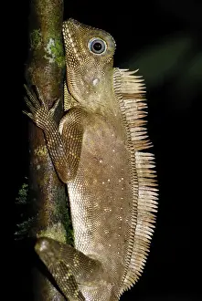 Lizards Prints: Comb crested forest lizard / Comb crested Agamid / Dragon - Danum Valley Conservation Area - Sabah - Borneo - Malaysia