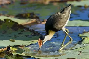 Comb-crested Jacana - adult stalking over Lotus Lily (Nelumbo nucifera) leaves foraging for water insects and snails