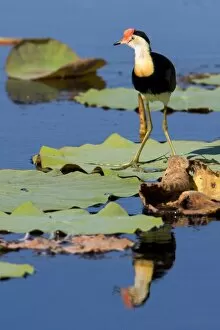 Images Dated 17th August 2008: Comb-crested Jacana - adult standing on a Lotus Lily's leaf with reflection - Fogg Dam
