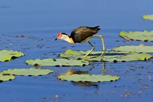 Comb-crested Jacana - adult walks over Lotus Lilys leaves on a pond foraging
