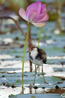 Images Dated 17th August 2008: Comb-crested Jacana - juvenile standing under a blooming Lotus Lily on one of the flower's leaves