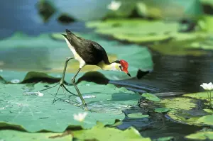 Large Prints: Comb-crested Jacana / Lotus Bird / Lilly Hopper JPF 12320 Kakadu National Park