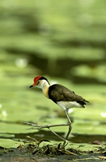 Comb-crested Jacana / Lotusbird) walking on waterlily, Kakadu National Park (World Heritage Area) Comb-crested Jacana / Lotusbird) walking on waterlily, Kakadu National Park (World Heritage Area)