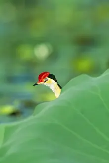 Sheltering Prints: Comb-crested Jacana / Lotusbird JPF 12405 Kakadu National Park