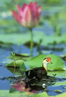 Floating Prints: Comb-crested Jacana / Lotusbird JPF 12411 On floating nest