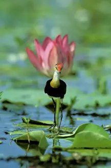 Jacanas Prints: Comb-crested Jacana / Lotusbird - On lilly - Kakadu National Park (World Heritage Area)