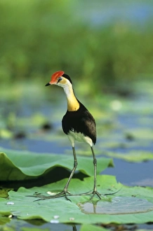 Images Dated 7th November 2006: Comb-crested Jacanna Kakadu National Park, Northern Territory, Australia