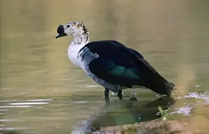 Geese Prints: Comb Duck / Knob-billed Goose - male - Nigeria Africa